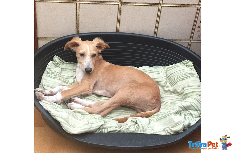 Oxy e Gino, Cuccioli 4 Mesi, due Storie Diverse, ma Sempre Abbandonati, in Ricerca di una vita Feli - Foto n. 1