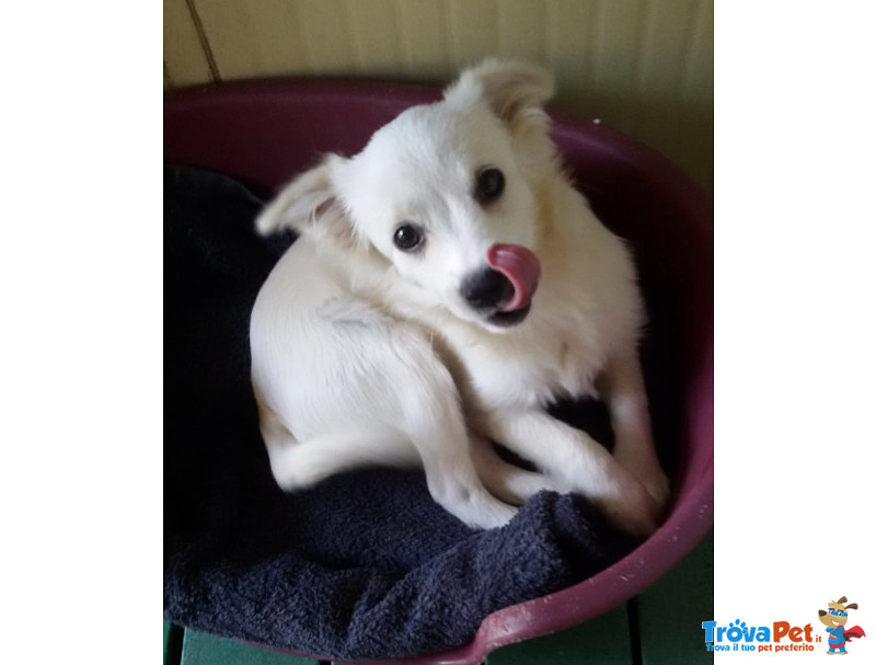 Oxy e Gino, Cuccioli 4 Mesi, due Storie Diverse, ma Sempre Abbandonati, in Ricerca di una vita Feli - Foto n. 3