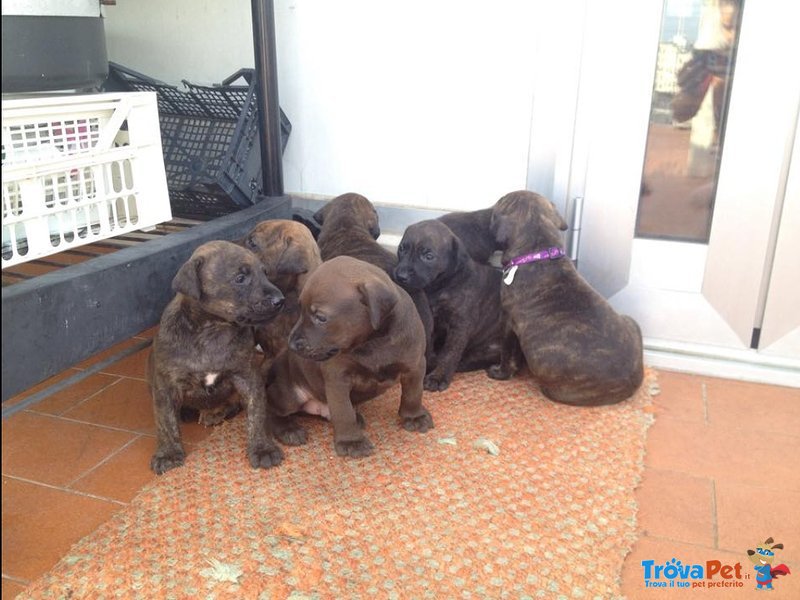 Cuccioli Incrocio Pitbull/dobermann - Foto n. 2