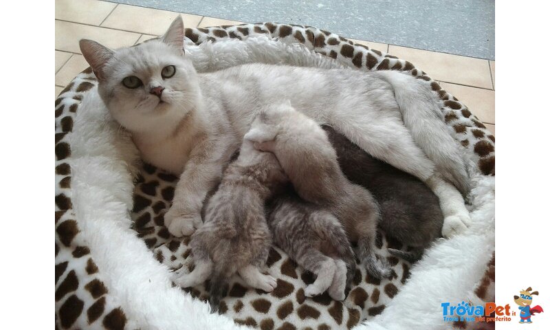 Cuccioli di Scottish Elite - Foto n. 1