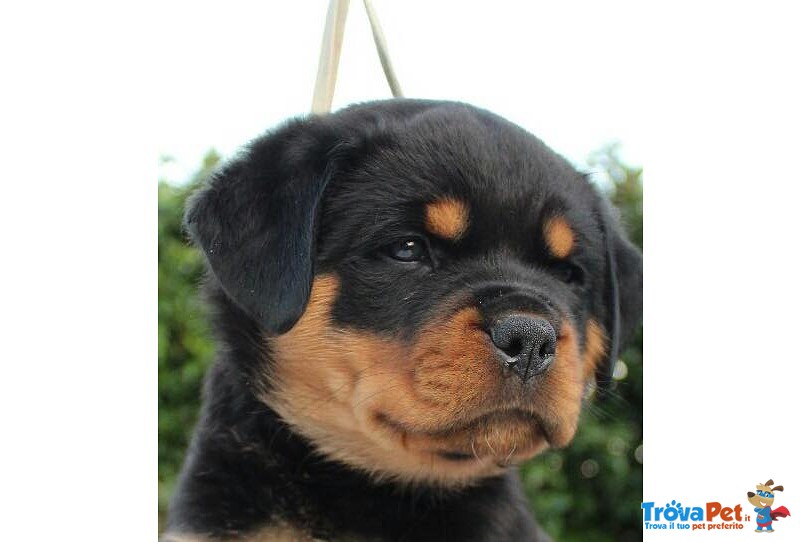 Vendo Rottweiler alta Genealogia - Foto n. 1