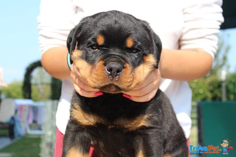 Vendo Rottweiler alta Genealogia - Foto n. 2