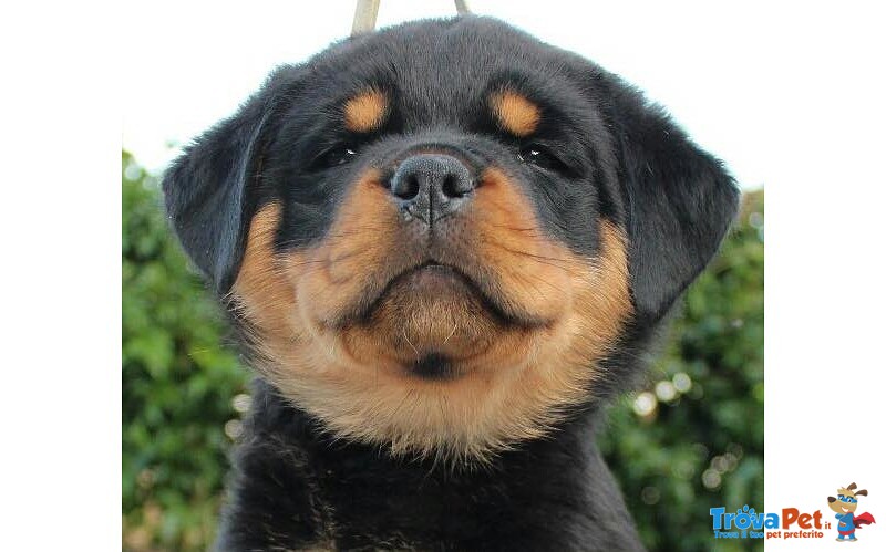 Vendo Rottweiler alta Genealogia - Foto n. 3