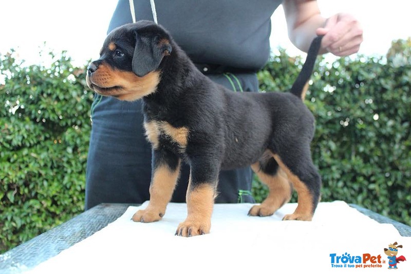 Vendo Rottweiler alta Genealogia - Foto n. 5