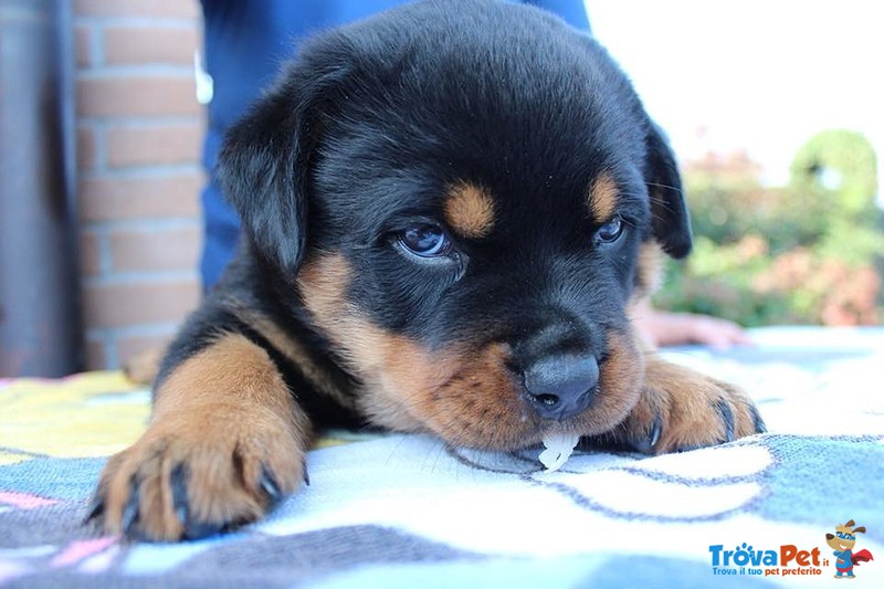 Vendo Rottweiler alta Genealogia - Foto n. 6