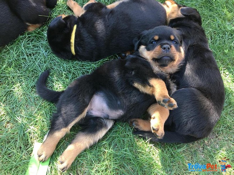 Vendo Rottweiler alta Genealogia - Foto n. 7