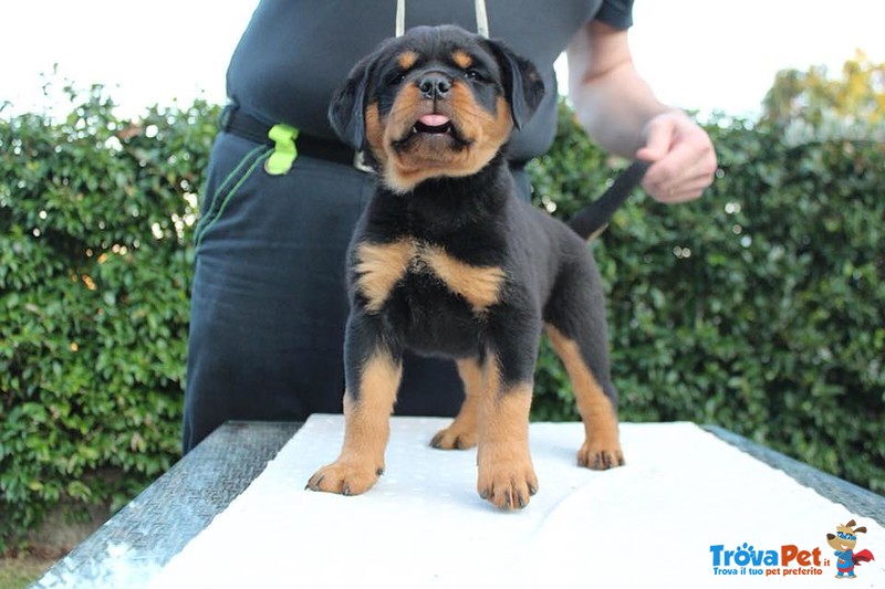 Vendo Rottweiler alta Genealogia - Foto n. 8