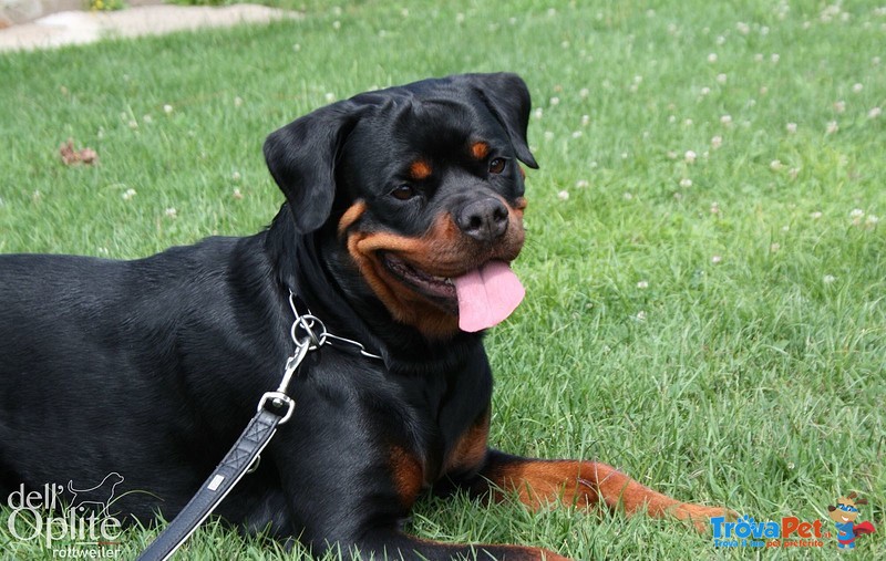 Vendo Rottweiler alta Genealogia - Foto n. 9