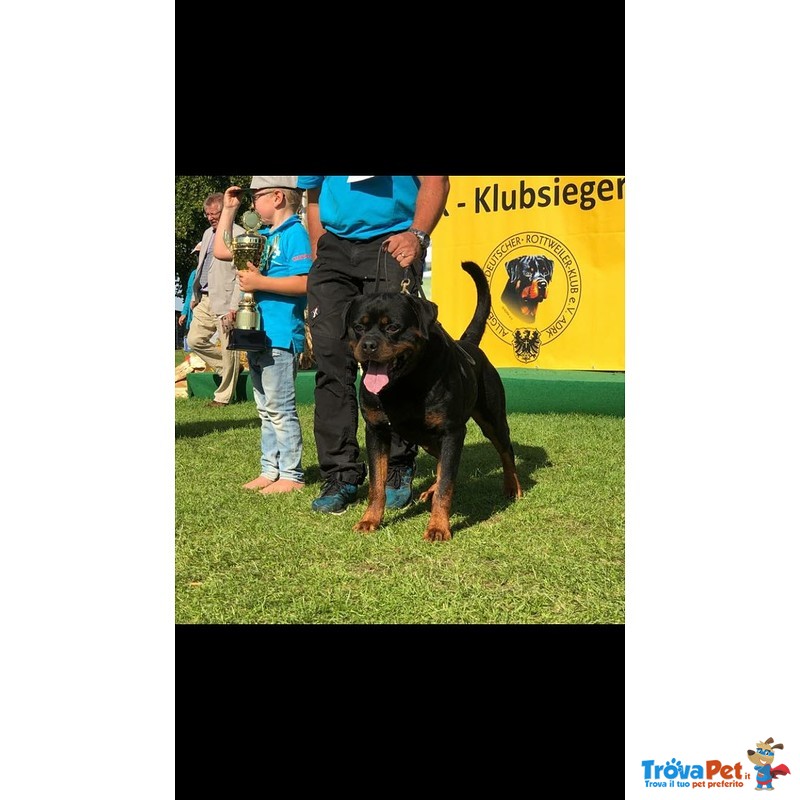 Vendo Rottweiler alta Genealogia - Foto n. 10