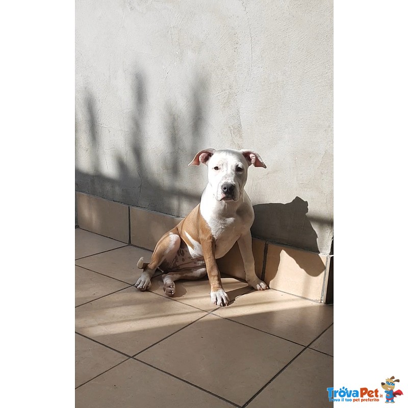 Cucciole di Amstaff Stafford Terrier - Foto n. 5