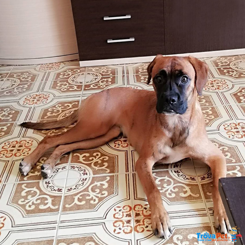 Cane Simil Boxer in Regalo: Thelma - Foto n. 2