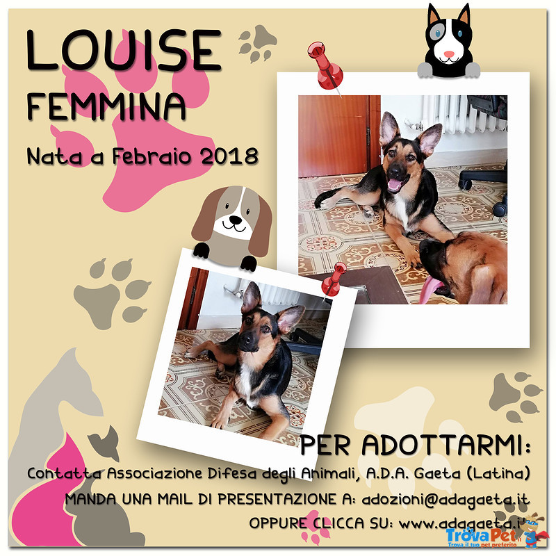 Louise: cane Simil Pastore Tedesco in Adozione - Foto n. 6