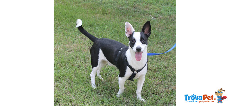 Black, Cucciolo Incrocio jack Russel di 6 mesi Taglia Piccola non lo Vogliono più e Cerca Urgentemen - Foto n. 1