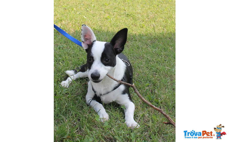 Black, Cucciolo Incrocio jack Russel di 6 mesi Taglia Piccola non lo Vogliono più e Cerca Urgentemen - Foto n. 2