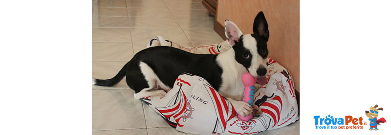 Black, Cucciolo Incrocio jack Russel di 6 mesi Taglia Piccola non lo Vogliono più e Cerca Urgentemen - Foto n. 3