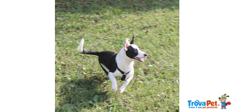 Black, Cucciolo Incrocio jack Russel di 6 mesi Taglia Piccola non lo Vogliono più e Cerca Urgentemen - Foto n. 4