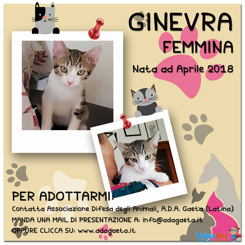 Ginevra: Bellissima Gattina Bianca e Tigrata - Foto n. 8