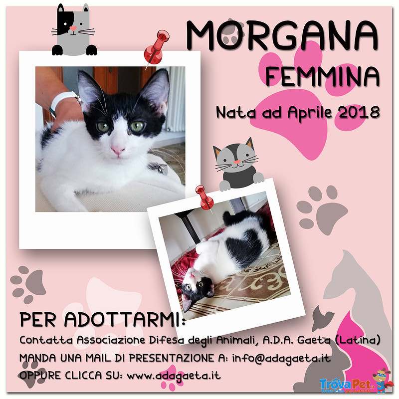 Morgana: Bellissima Gattina Bianca e Nera - Foto n. 7