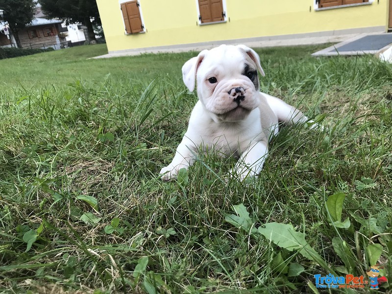 Bulldog Inglese con Pedigree - Foto n. 5