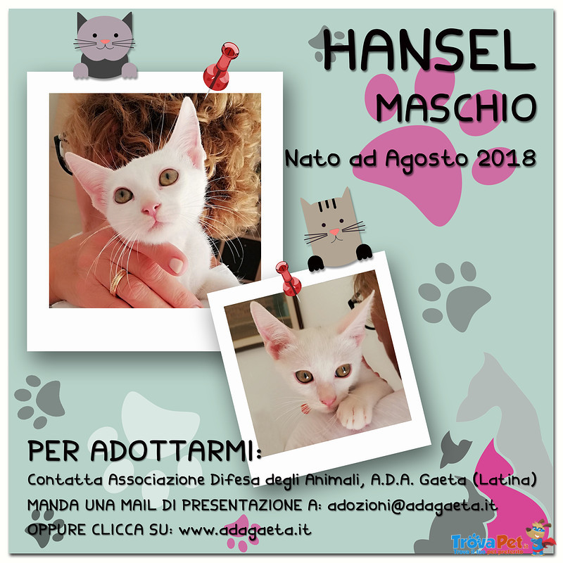 Hansel: Bellissimo Gattino Bianco - Foto n. 8