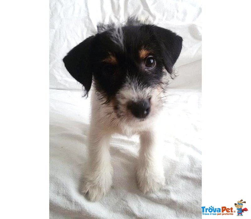 Vendo Splendide Cucciole di jack Russel - Foto n. 1