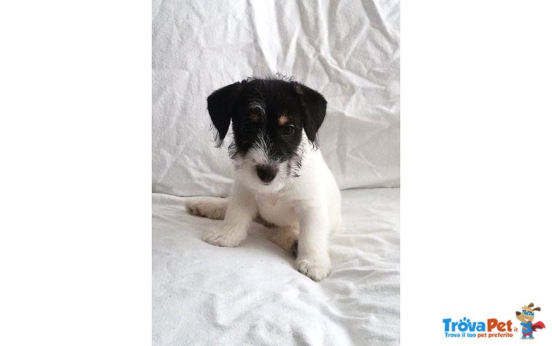 Vendo Splendide Cucciole di jack Russel - Foto n. 2