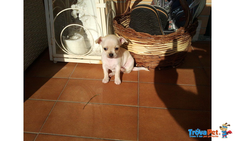 Chihuahua Femmina Cerca Casa - Foto n. 1