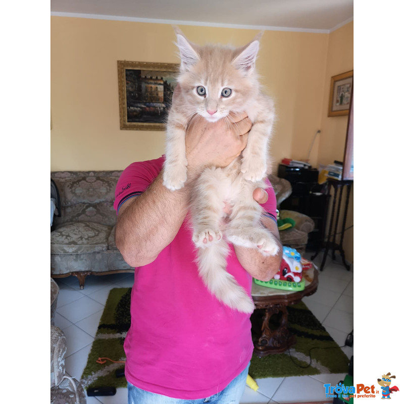 Affettuosissimo Maschietto Maine coon red Tabby Blotched - Foto n. 3