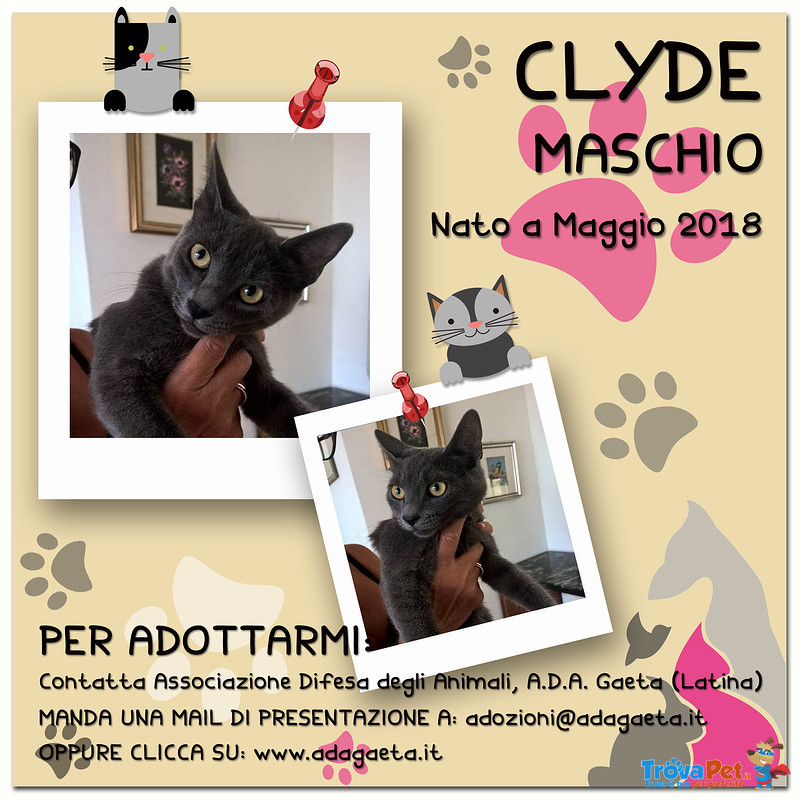 Simil-Certosino in Regalo: Adotta Clyde - Foto n. 4