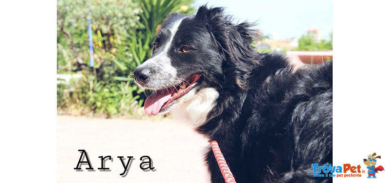 Arya, Incrocio Border Collie, 1 Anno, un Uragano che il box sta Spegnendo, Aiutiamola a Liberarla - Foto n. 1