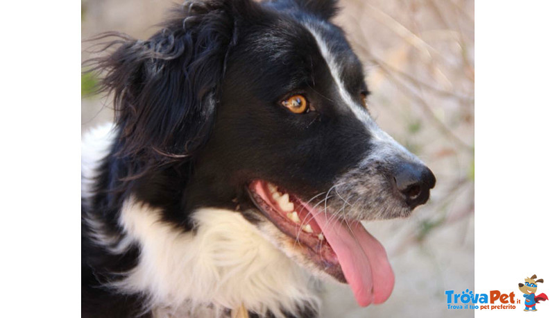 Arya, Incrocio Border Collie, 1 Anno, un Uragano che il box sta Spegnendo, Aiutiamola a Liberarla - Foto n. 2