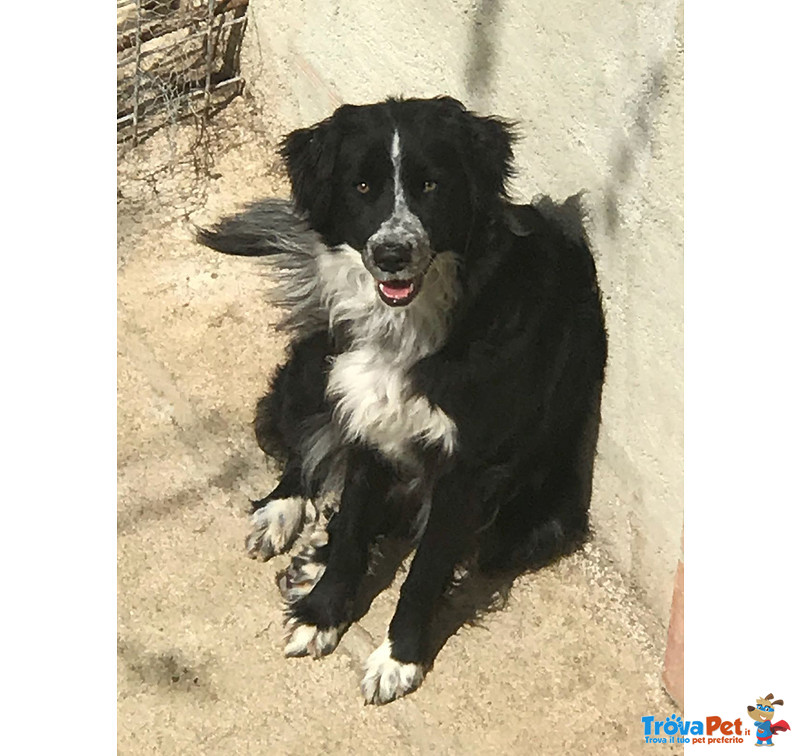 Arya, Incrocio Border Collie, 1 Anno, un Uragano che il box sta Spegnendo, Aiutiamola a Liberarla - Foto n. 3