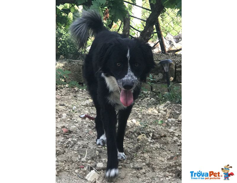 Arya, Incrocio Border Collie, 1 Anno, un Uragano che il box sta Spegnendo, Aiutiamola a Liberarla - Foto n. 4