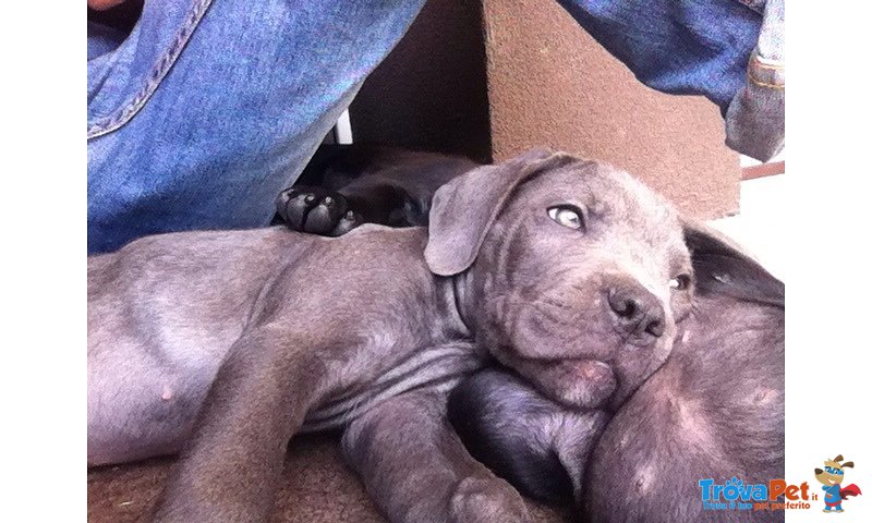 Cuccioli cane Corso - Foto n. 3