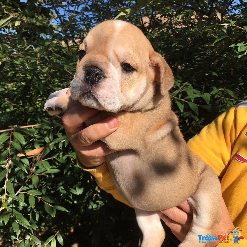 Cuccioli Femmina Bulldog Inglese - Foto n. 1