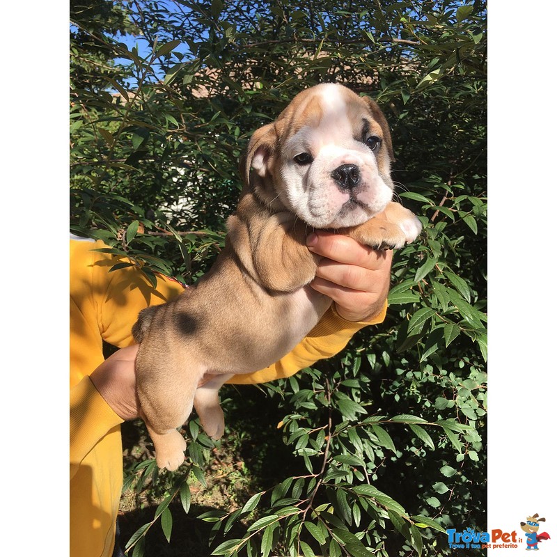 Cuccioli Femmina Bulldog Inglese - Foto n. 2