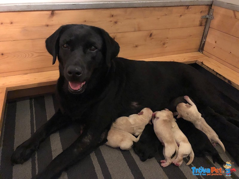 Cuccioli Labrador - Foto n. 1