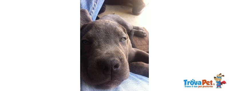 Cuccioli cane Corso - Foto n. 4