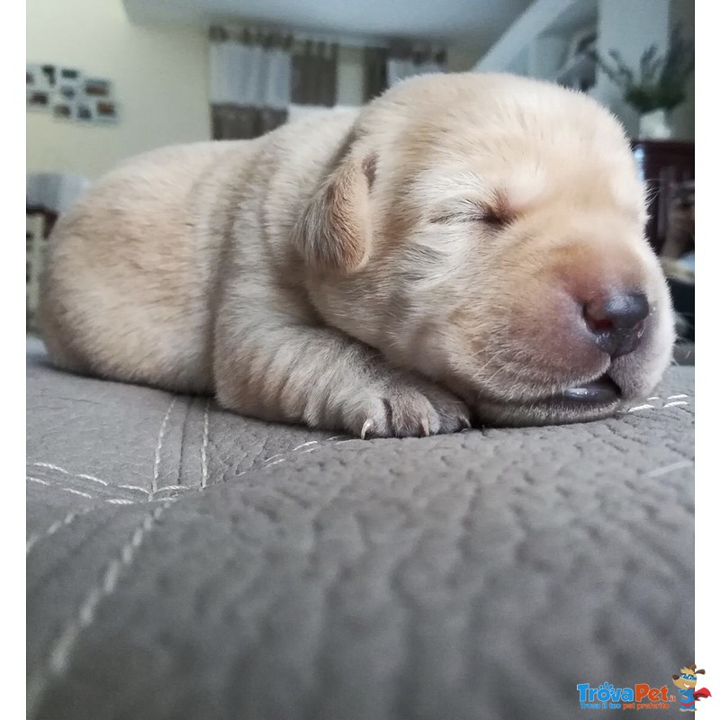 Cuccioli Labrador - Foto n. 4