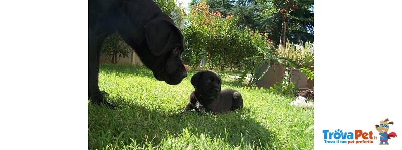 Cuccioli cane Corso - Foto n. 5