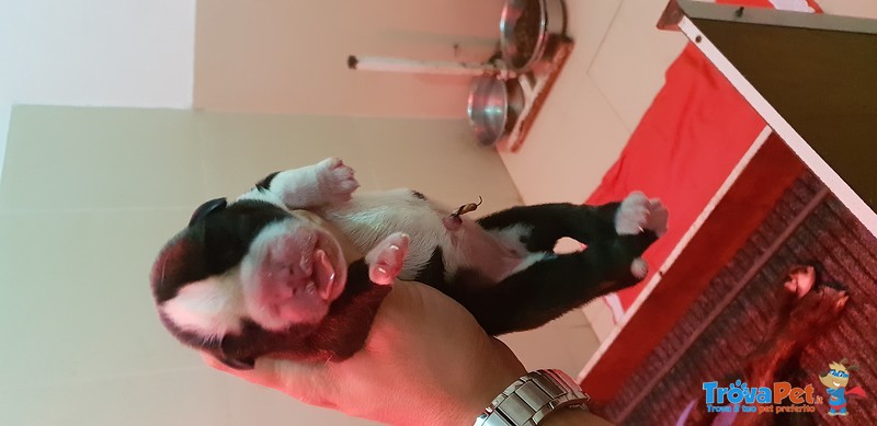 Cuccioli di Boxer alta Genealogia - Foto n. 1