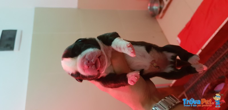 Cuccioli di Boxer alta Genealogia - Foto n. 4