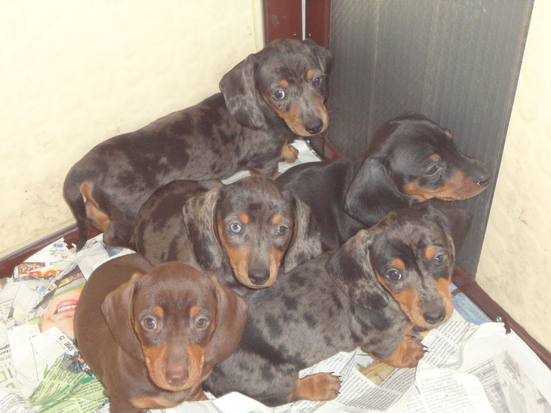 Cuccioli di Bassotto nano Tedesco a pelo Raso - Foto n. 1