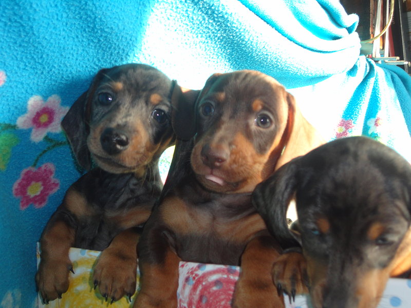 Cuccioli di Bassotto nano Tedesco a pelo Raso - Foto n. 2