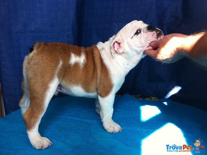 Cucciolo Bulldog Inglese - Foto n. 2