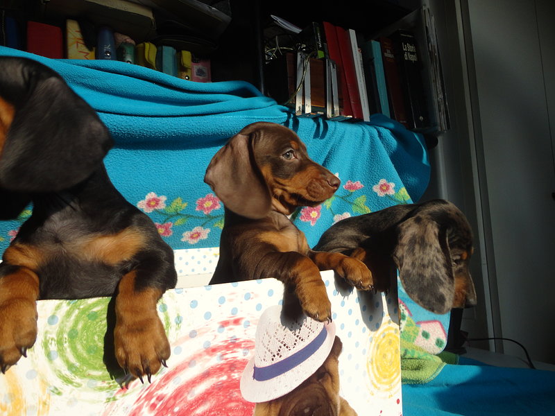 Cuccioli di Bassotto nano Tedesco a pelo Raso - Foto n. 3