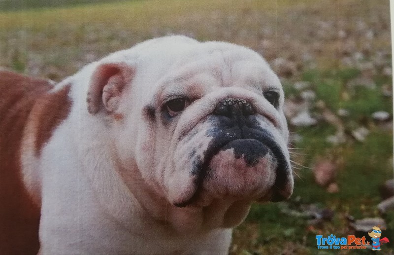 Cuccioli Bulldog Inglese con Pedigree - Foto n. 2