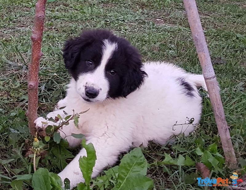 Cuccioli di Pastore Bulgaro - Foto n. 1