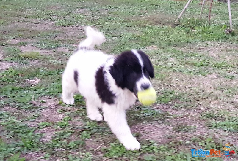 Cuccioli di Pastore Bulgaro - Foto n. 3