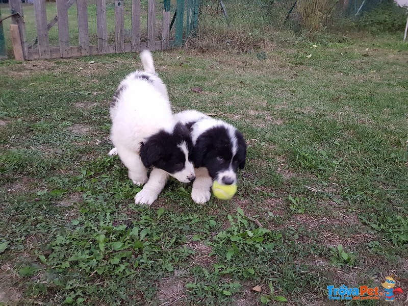 Cuccioli di Pastore Bulgaro - Foto n. 6